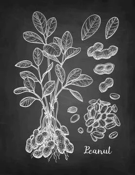 Chalk sketch of peanut. Stock Illustration