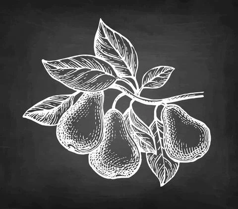 Chalk sketch of pear. Illustrazione stock
