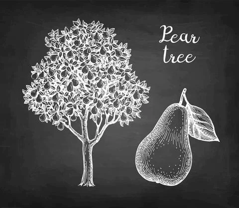 Chalk sketch of pear. Stock Illustration