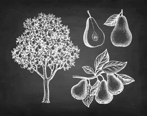 Chalk sketch of pear. Stock Illustration