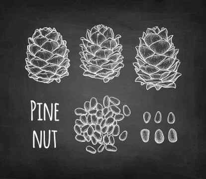 Chalk sketch of pine nut Illustrazione stock