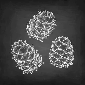 Chalk sketch of pine nut Illustrazione stock