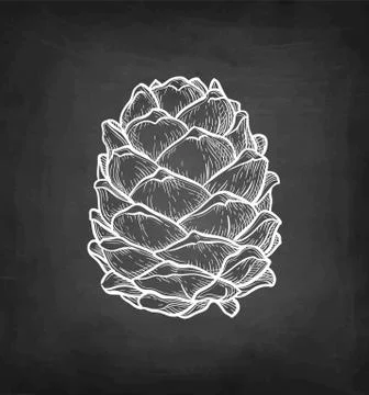 Chalk sketch of pine nut Illustrazione stock