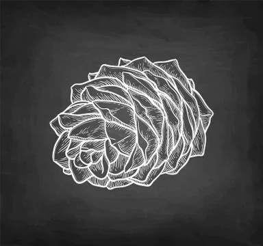 Chalk sketch of pine nut Illustrazione stock