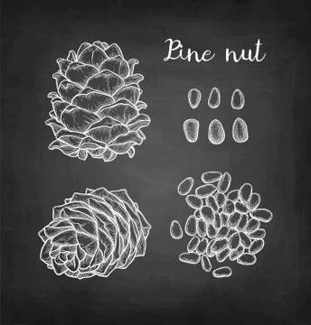Chalk sketch of pine nut Illustrazione stock