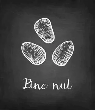 Chalk sketch of pine nut Illustrazione stock