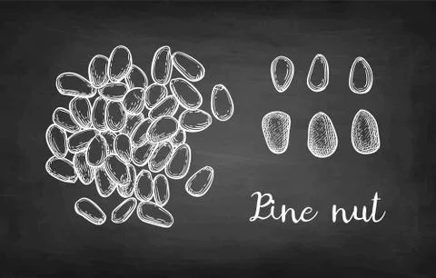Chalk sketch of pine nut Illustrazione stock