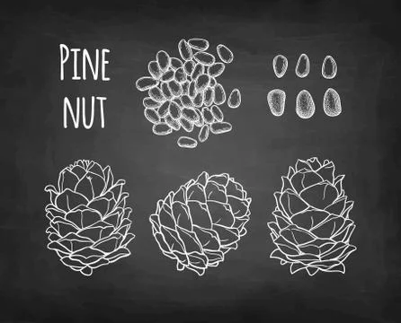 Chalk sketch of pine nut Illustrazione stock