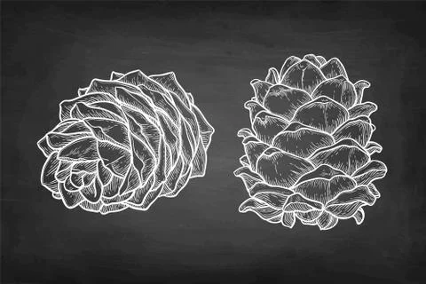 Chalk sketch of pine nut Illustrazione stock