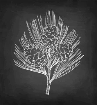 Chalk sketch of pine nut Illustrazione stock