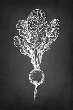 Chalk sketch of radish Stock Illustration