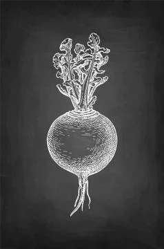 Chalk sketch of radish Stock Illustration
