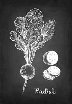 Chalk sketch of radish Stock-Illustration