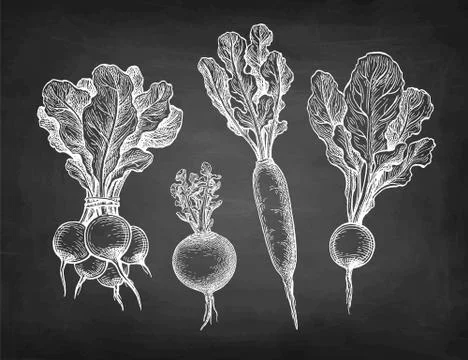 Chalk sketch of radish Stock-Illustration