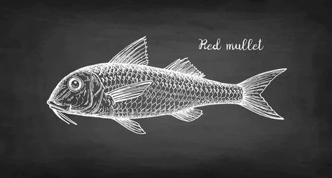 Chalk sketch of red mullet. Stock-Illustration