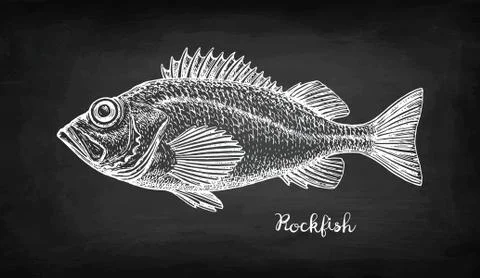 Chalk sketch of rockfish. Stock Illustration