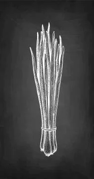 Chalk sketch of scallion. Illustrazione stock