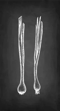 Chalk sketch of scallion. Illustrazione stock