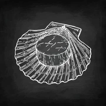 Chalk sketch of scallop Stock Illustration