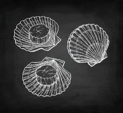 Chalk sketch of scallops Stock Illustration