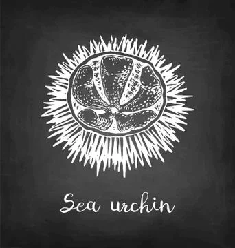 Chalk sketch of sea urchin. Stock Illustration
