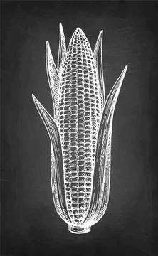 Chalk sketch set of corn. Stock Illustration