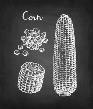 Chalk sketch set of corn. Stock Illustration