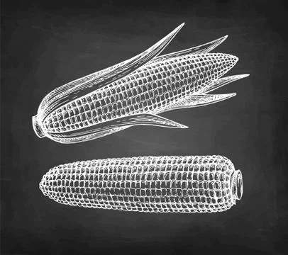 Chalk sketch set of corn. Illustrazione stock