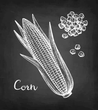 Chalk sketch set of corn. Stock Illustration