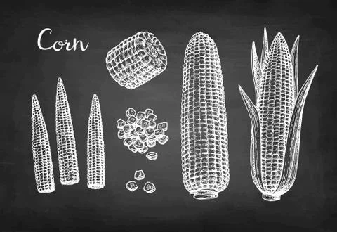 Chalk sketch set of corn. Stock Illustration