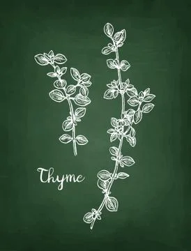 Chalk sketch of thyme Stock-Illustration