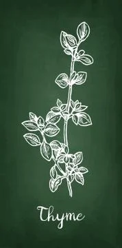 Chalk sketch of thyme Stock Illustration