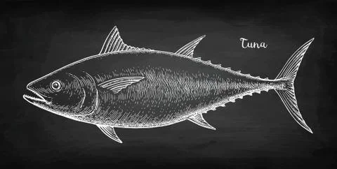 Chalk sketch of tuna Stock Illustration