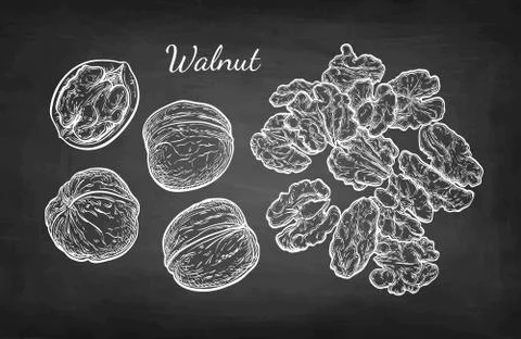 Chalk sketch of walnuts. Stock Illustration