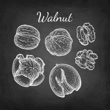 Chalk sketch of walnuts. Illustrazione stock