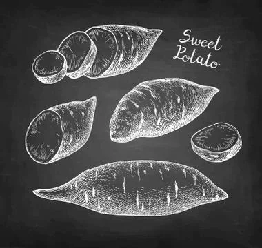 Chalk sketch of yam. Illustrazione stock