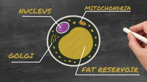 Chalk-style animation in a "writing hand" style shows a fat cell (adipocyte) Stock Footage 313176602