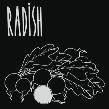 Chalkboard radish root vegetable Stock Illustration