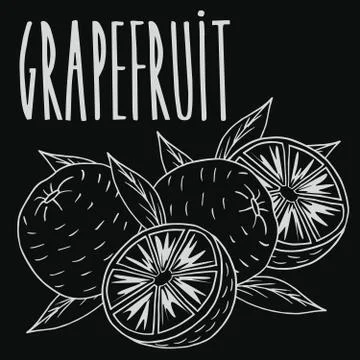 Chalkboard ripe grapefruit fruit Illustrazione stock