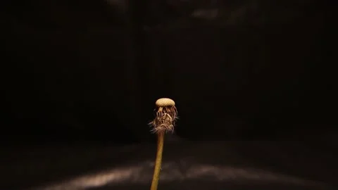 Challenge Concept: we must stand again. Dandelion blowing on black background Stock Footage 162742728