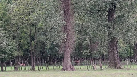 The challenge, deer in fight (Cervus elaphus) Stock Footage 219802198