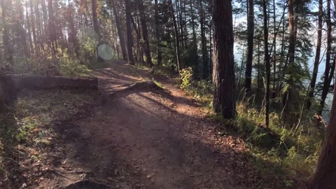 Challenging Forest Trail Running Through Autumn Roots and Stumps with Heavy Stock Footage 321526368