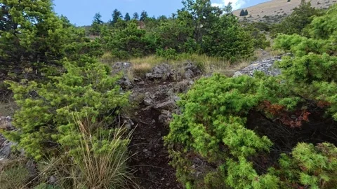 Challenging Rocky Trail Through Dense Fir Forest During Drizzle 動画素材 327560413