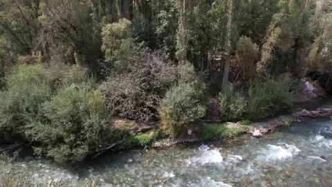 Chalus Road river rushes between riverside trees as clear mountain water foams Stock Footage 343907209