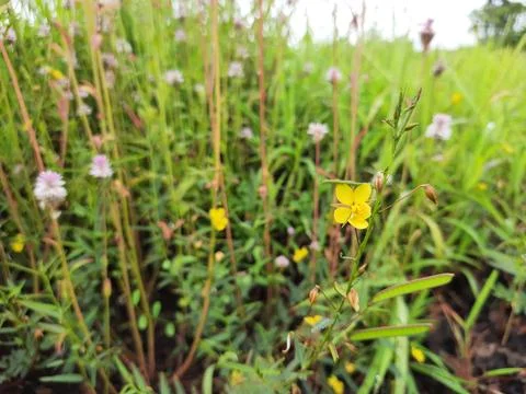 Chamaecrista mimosoides flower. yellow flowers in the grass. Stock Photos