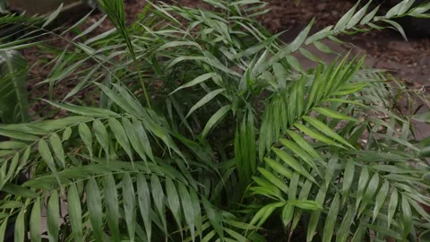 Chamaedorea elegans Stock Footage 265926586