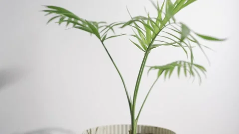 Chamaedorea Elegans Palm isolated on white background. Rotating leaves and stems Stock Footage 234144474