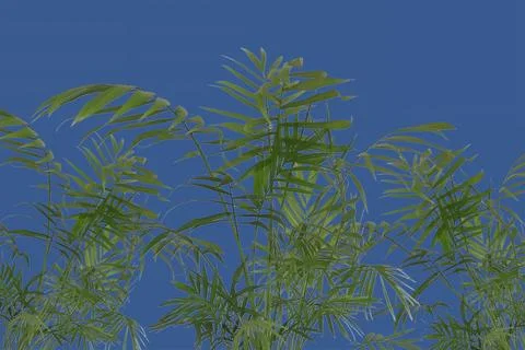 Chamaedorea elegans Palm Stock Photos