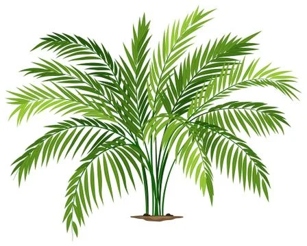 A chamaedorea plant Stock Illustration