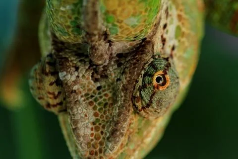 Chamaeleo calyptratus Stock Photos